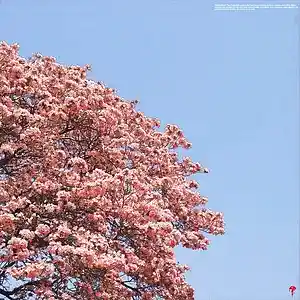 Picture for song 'Sakura' by artist 'Ezhdee'