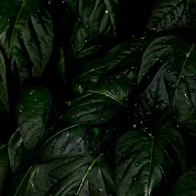 cover pic