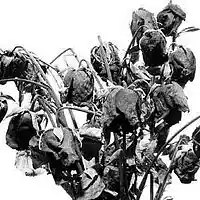 Picture for song 'Dead Flowers (Prod. by SLJ)' by artist 'The Seal Prod.'