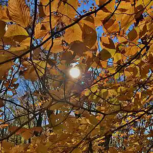 Picture for song 'The Golden Seed' by artist 'Leonard Scaper'