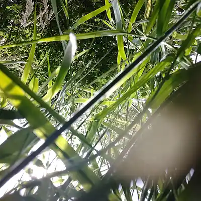 Picture for song '20240618_144705_per_Act_FS' by artist '786 scheint-Al'lahs Bande'