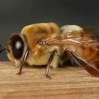 Picture for song 'Deep Floyd 423-Drone Pong' by artist 'Jammer59'