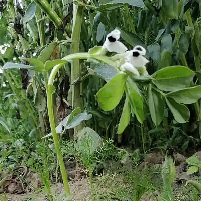 Picture for song '20240730_173104_fs_FatTahuYaAlLaH___i_breath' by artist '786 scheint-Al'lahs Bande'