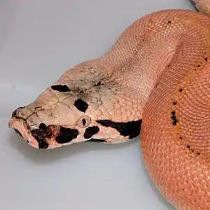 Picture for song '"Desperado" Jay Rock x Schoolboy Q Type Beat' by artist 'JMXJ Music'