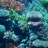 Picture for song 'Jewels Of The Seas' by artist 'Johnnystarr Beats'