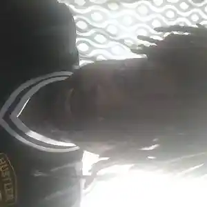 Picture for song 'freak b*** freak b*** by little scooter' by artist 'Oson'