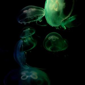 Picture for song 'Underwater (Buy 1 get 4 free)' by artist 'HappyFace'