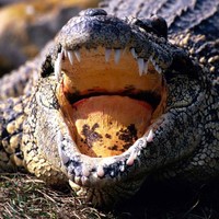 Picture for song 'Acoustic Alligator' by artist 'Michael Palmieri'