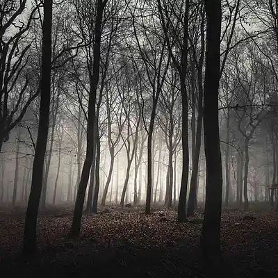 Picture for song 'Creepin Woods' by artist 'Don Hendrix'