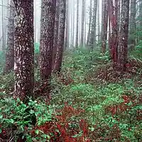 Picture for song 'Remembrance' by artist 'Michael Fanning'