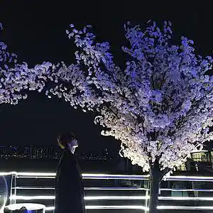 Picture for song 'Japan melody trap type beat - sakura' by artist 'endelly prod.'