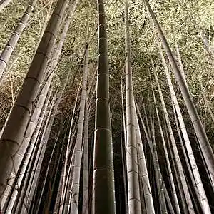 Picture for song 'Bamboo forrest' by artist 'NWinther'