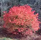 Picture for song 'Fire Tree - Soundclick Mix' by artist 'The Art Of Sound'