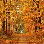 Picture for song 'Autumn Leaves' by artist 'Jeff Armstrong'