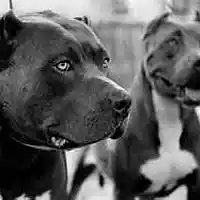 Picture for song 'HITTAZ PROD BY SK BEATS408' by artist 'SK BEATS408'