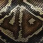 Picture for song 'constrictor' by artist 'wado production'