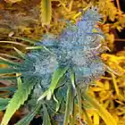 Picture for song 'Somalia' by artist 'Ravi Singh'