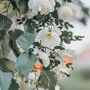 Picture for song 'blur' by artist 'Wjgo'