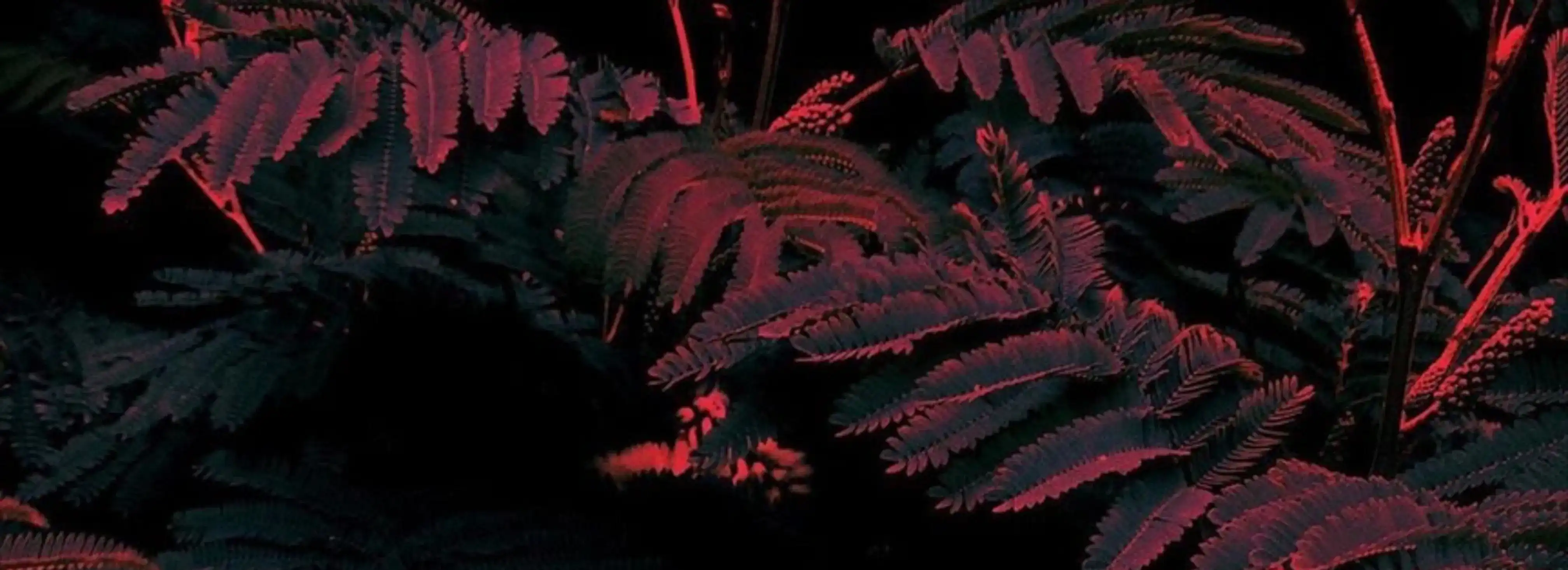 cover pic