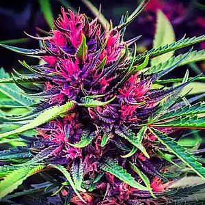 Picture for song 'Cypress Hill X Snoop Dogg Type Beat - "4:20"' by artist 'Jayzen'