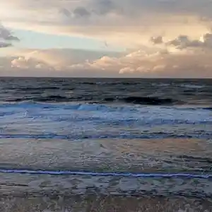 Picture for song '20240130_152557_Honig_fs' by artist '786 scheint-Al'lahs Bande'