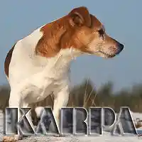 Picture for song 'Spikey' by artist 'Jaq Karpa'