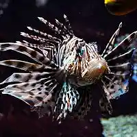 Picture for song 'Deep Floyd 362-Seacarnival' by artist 'Jammer59'