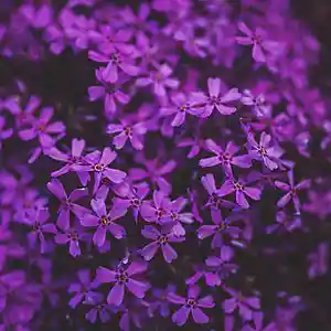 Picture for song 'Oracle' by artist 'Mauritius Beats'