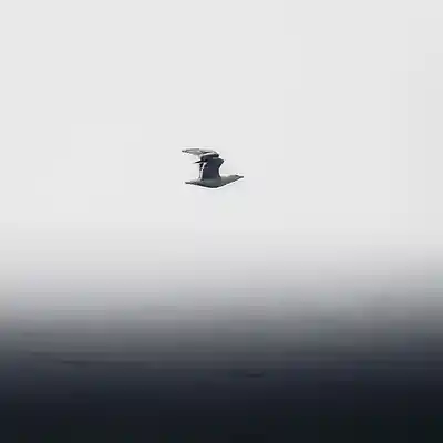 Picture for song 'free like a bird - 90s boom bap type beat x smooth' by artist 'Viave Beatz'