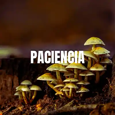 Picture for song 'Paciencia - Boombap Flowstreet Type Beat' by artist 'CanaHype'