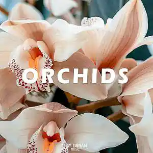 Picture for song 'Orchids (Love R&B Type Beat)' by artist 'JayUrbanMusic'