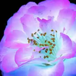 Picture for song 'Rain Godz' by artist 'Johanna Renfro'