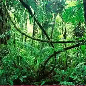 Picture for song 'Ivys Jungle Adventure' by artist 'Loren'