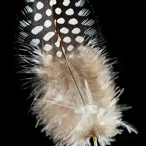 Picture for song 'Perlhuhn mit Pommes' by artist 'Andi Wendt'