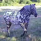 Picture for song 'spottedhorse' by artist 'labbor'