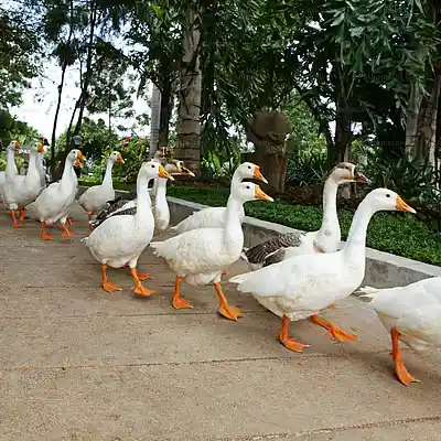 Picture for song 'Duck Rock Funk' by artist 'Pete Moss and the Weed Wackers'