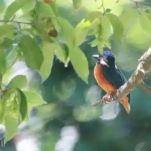 Picture for song 'Munpazitinun' by artist 'Luuk de Greef'