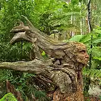 Picture for song 'down under' by artist 'Alana Joy Bailey'