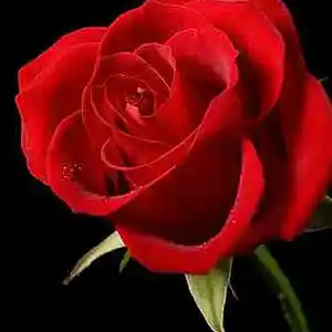 Picture for song 'The Rose' by artist 'MGlennM'