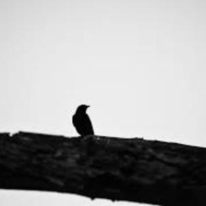 Picture for song 'Black Bird' by artist 'NCsFinest97'