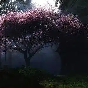 Picture for song 'Rocket x MAYOT Type Beat - Sakura 150 bpm' by artist 'WHAT?BOYBEATS'