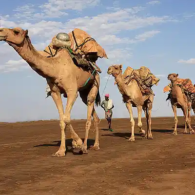 Picture for song 'Caravan to a Distant Land' by artist 'Clint Lavens'