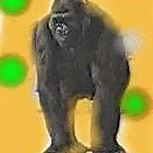 Picture for song 'talking 'bout my Gorilla' by artist 'The Unpredictable Headband'