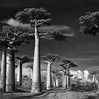 Picture for song '#208 Wind (Buy 1 Get 1 Free)' by artist 'M-Music Prod.'