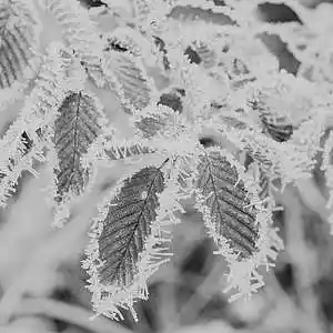 Picture for song 'Winter Frost' by artist 'Pre Polar'