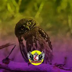 Picture for song 'OWL (Dro Kenji Type Beat)' by artist 'Chorderline'