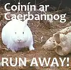 Picture for song 'Coinin ar Caerbannog' by artist 'Dollar Bill and the Unmentionables'