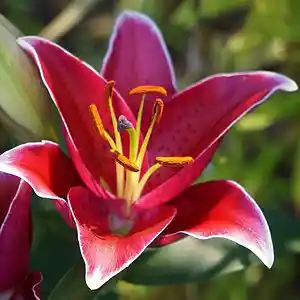 Picture for song 'you are becoming' by artist 'Mattila'