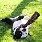 Picture for song 'Goin' Zombie (Alcoholic Anthem)' by artist 'yaboyuneek'