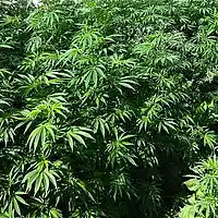 Picture for song 'Herbals (Instrumental by ChrisVLister)' by artist 'ChrisListerSounds'